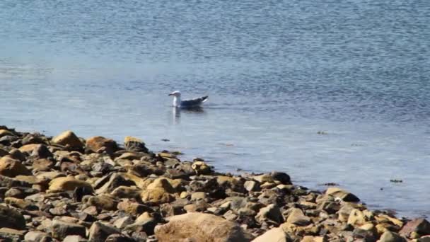 Uma gaivota na costa rochosa — Vídeo de Stock