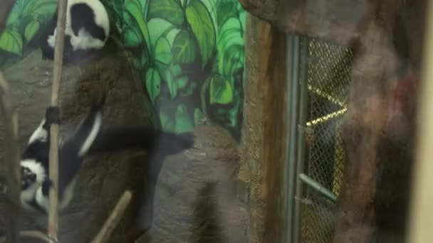 Macacos engraçados no zoológico — Vídeo de Stock