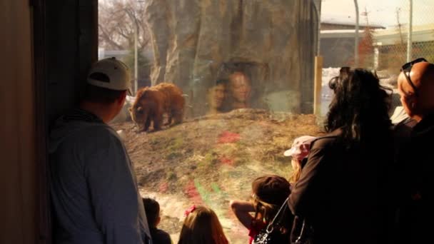 Люди смотрят на ужасного медведя — стоковое видео
