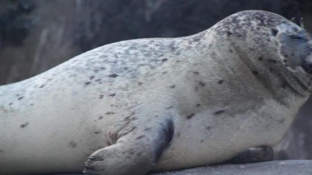 Zeehonden rusten in een dierentuin — Stockvideo
