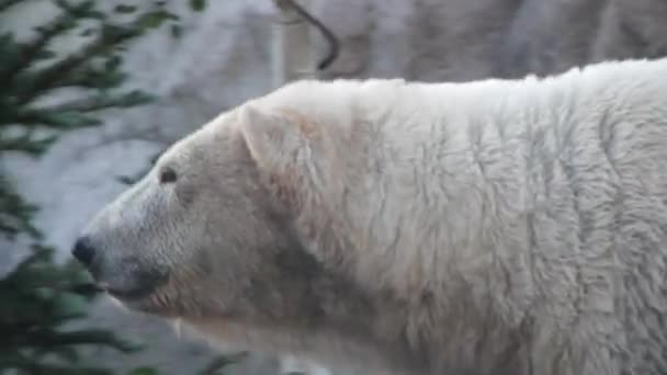 Ein schöner Eisbär — Stockvideo