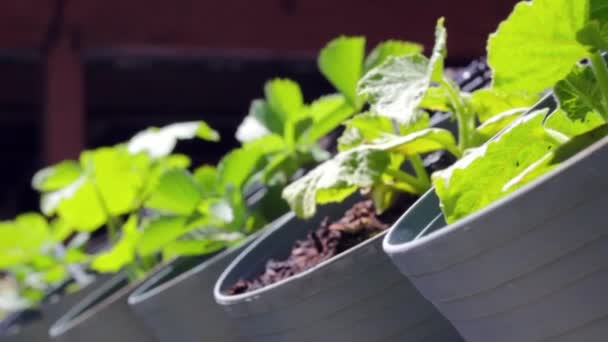 Urban gardening with pots — Stock Video