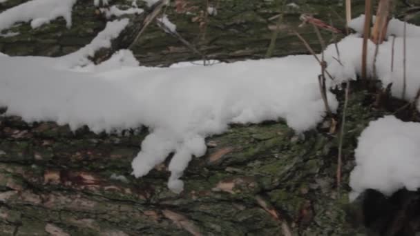 Bomen na een sneeuwval in de winter — Stockvideo