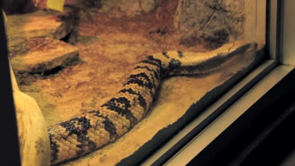 Змія за склом — стокове відео