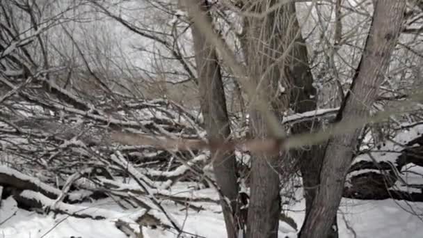 Árboles forestales después de las nevadas — Vídeos de Stock