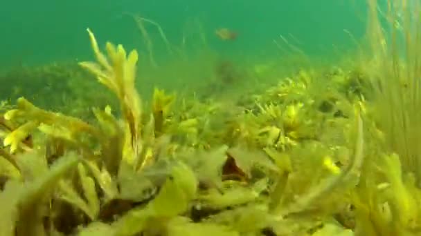 Herbe marine sur le fond de l'océan — Video