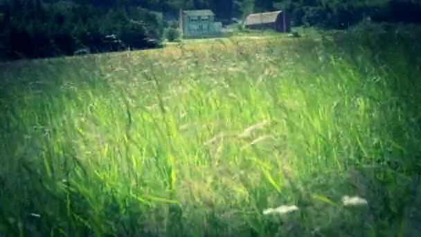 Farm cottage i fältet — Stockvideo