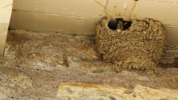 Modder swallow nest — Stockvideo