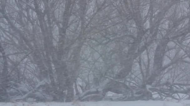 Bomen in de grote winter blizzard — Stockvideo