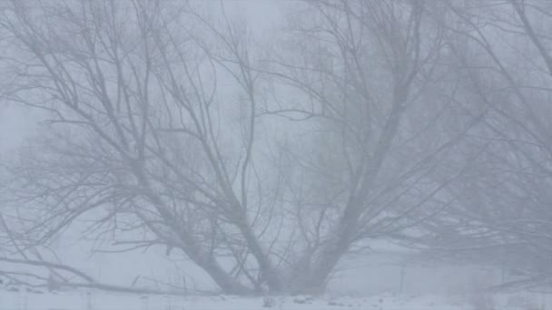 Bomen in de grote winter blizzard — Stockvideo