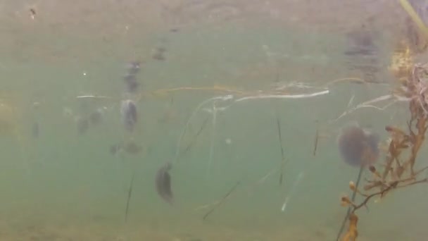 Medusas flotando en el océano — Vídeo de stock