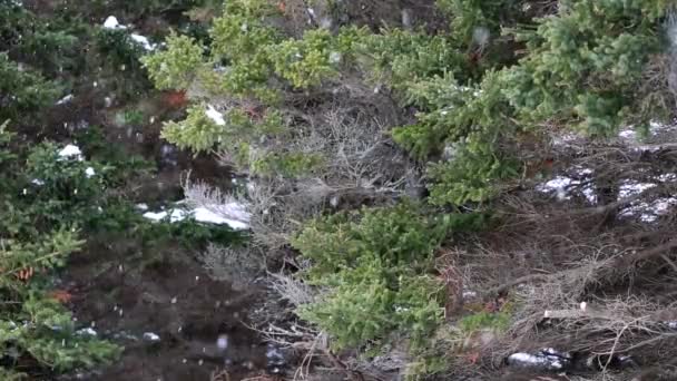 Tormenta de nieve en bosque — Vídeo de stock