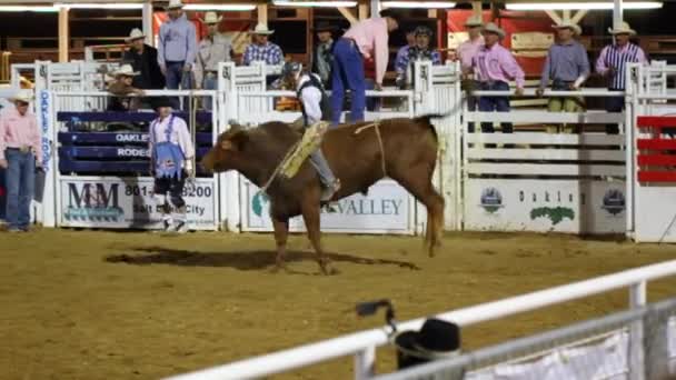 Cowboy reiten Bulle — Stockvideo