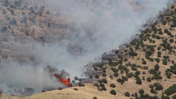 Árboles ardiendo en la montaña — Vídeo de stock