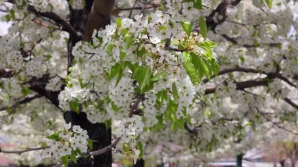 Lente bloesems op een boom — Stockvideo