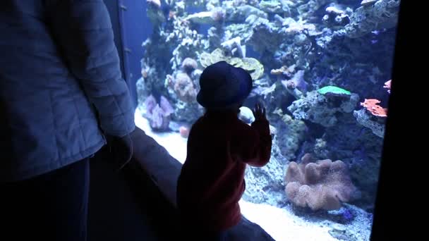 A little boy looking at fish — Stock Video