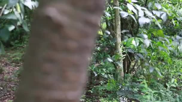 Trees at the Panda Breeding Center — Stock Video