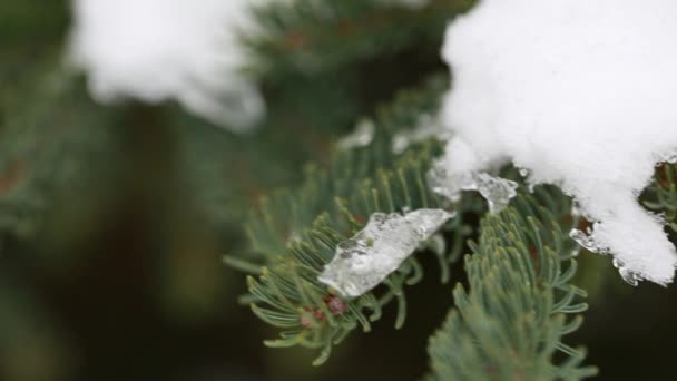 Snö på en tallgren — Stockvideo