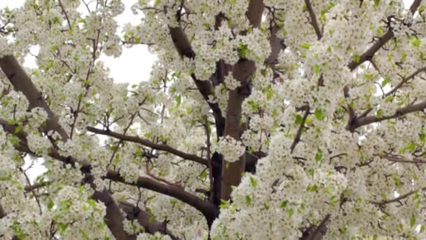 Springtime blossoms on a tree — Stock Video