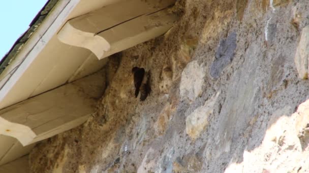 Modder swallow nest — Stockvideo