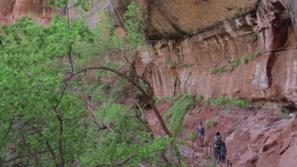 Escursionisti che amano passeggiare nel parco — Video Stock