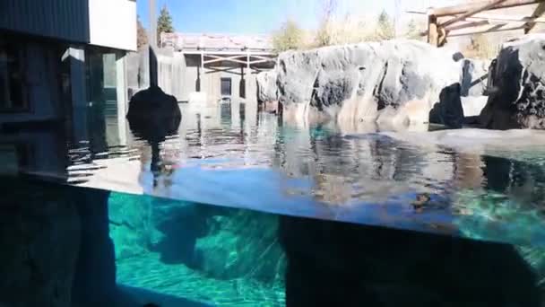 Crianças assistindo a um selo no zoológico — Vídeo de Stock