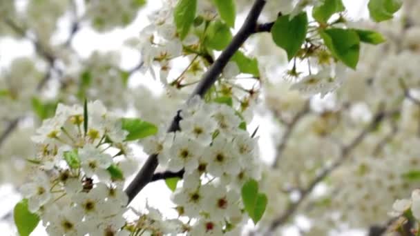 Весенний расцвет на дереве — стоковое видео