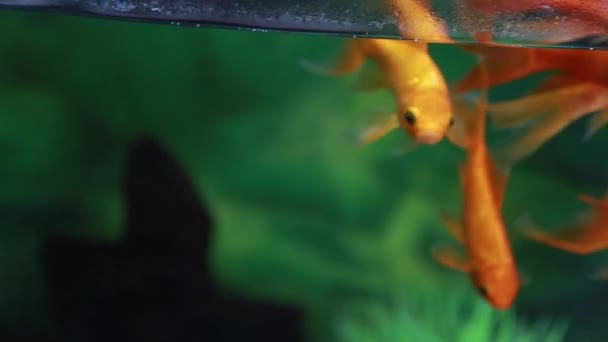 Los peces Koi nadan dentro de un tanque — Vídeos de Stock