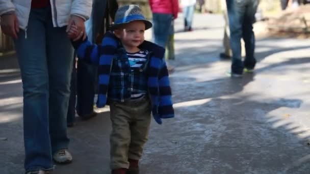 Niño pequeño disfrutando del zoológico — Vídeo de stock