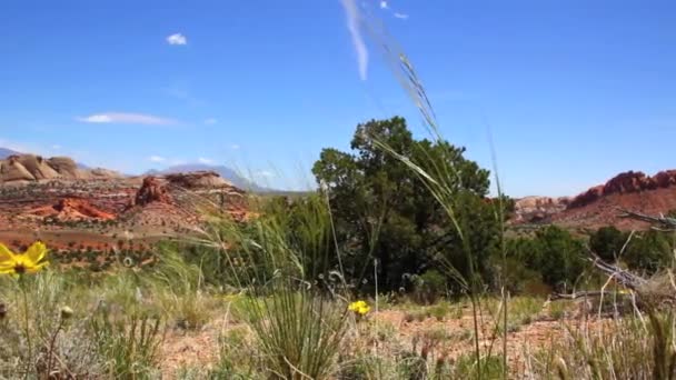 Pouštní Capitol Reef — Stock video