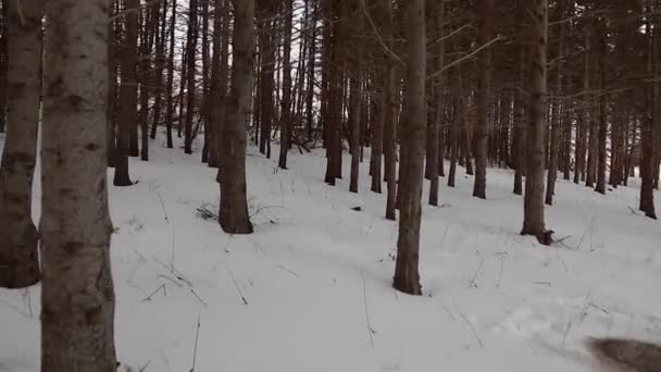 Bewegung durch den Wald — Stockvideo