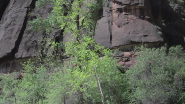 Red rock cliffs and trees — Stock Video