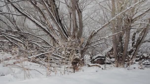 Árvores florestais após queda de neve — Vídeo de Stock