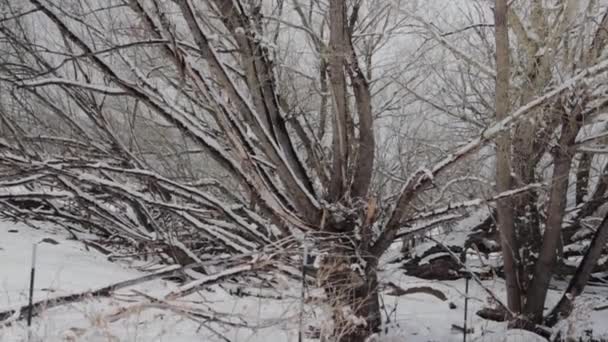 Árboles forestales después de las nevadas — Vídeos de Stock