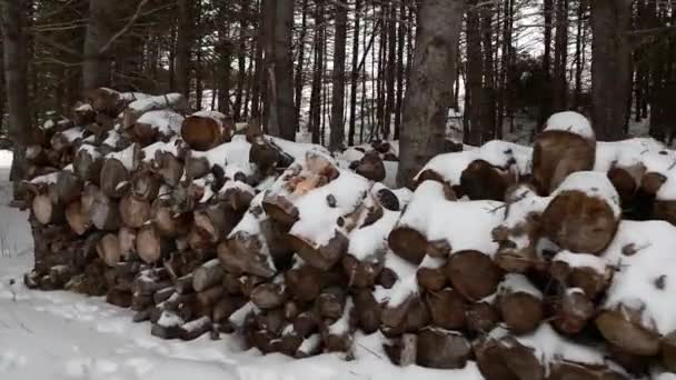 Montón de leña cortada en la nieve — Vídeos de Stock