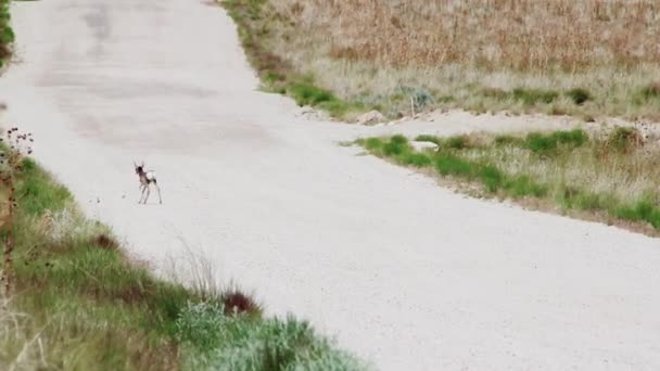 Winzige Antilope auf Feldweg — Stockvideo