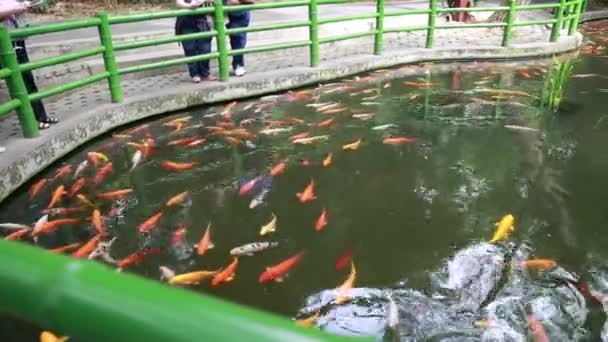 Tourists watching coy fishes — Stock Video