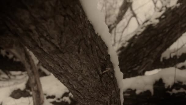 Arbres après une chute de neige en hiver — Video