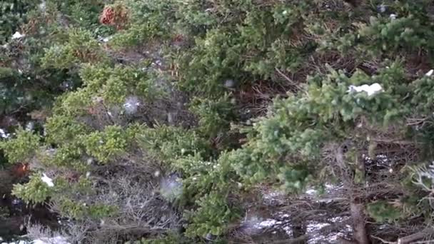 Tempestade de neve na floresta — Vídeo de Stock