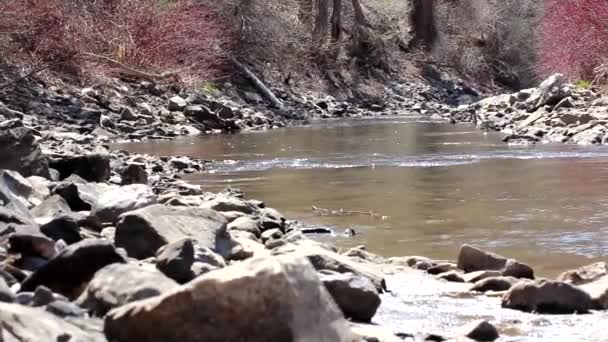 Mountain river in the spring — Stock Video