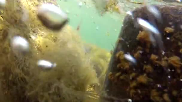 Erba marina colorata sul fondo dell'oceano — Video Stock