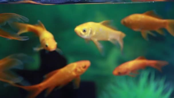 Рыбы кои плавают внутри аквариума — стоковое видео
