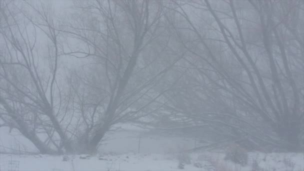 Деревья во время снежной бури — стоковое видео