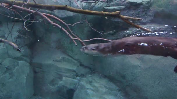 Flussotter schwimmt im Aquarium — Stockvideo
