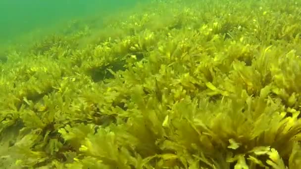 Herbe marine sur le fond de l'océan — Video