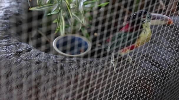 Toucan en cage au zoo — Video