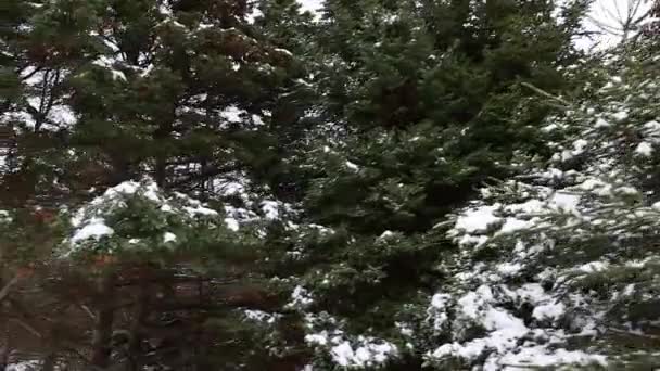 Snöiga pinjeskog — Stockvideo