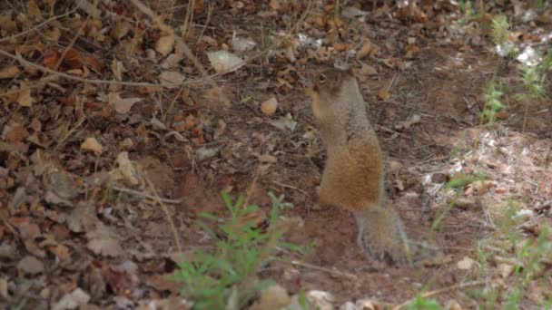 Eichhörnchen fressen Eicheln — Stockvideo