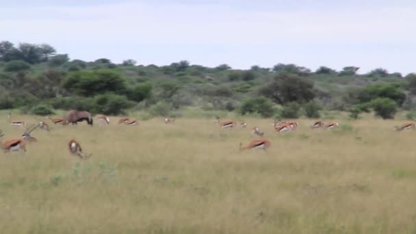 Ugró körül a mező Springbok — Stock videók