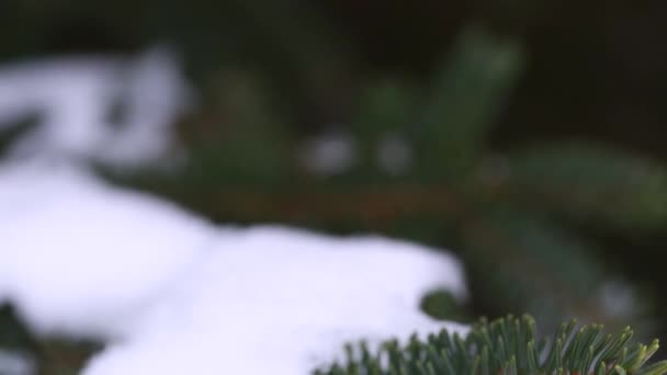 Sníh na borovicové větvi — Stock video